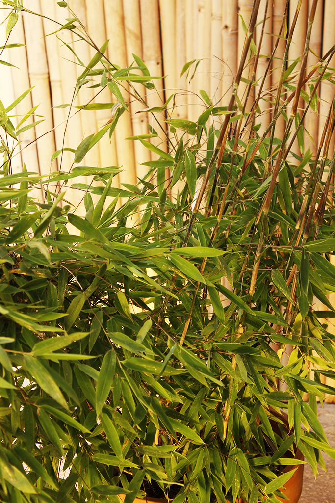 Wikingerbambus, Fargesia nitida Viking