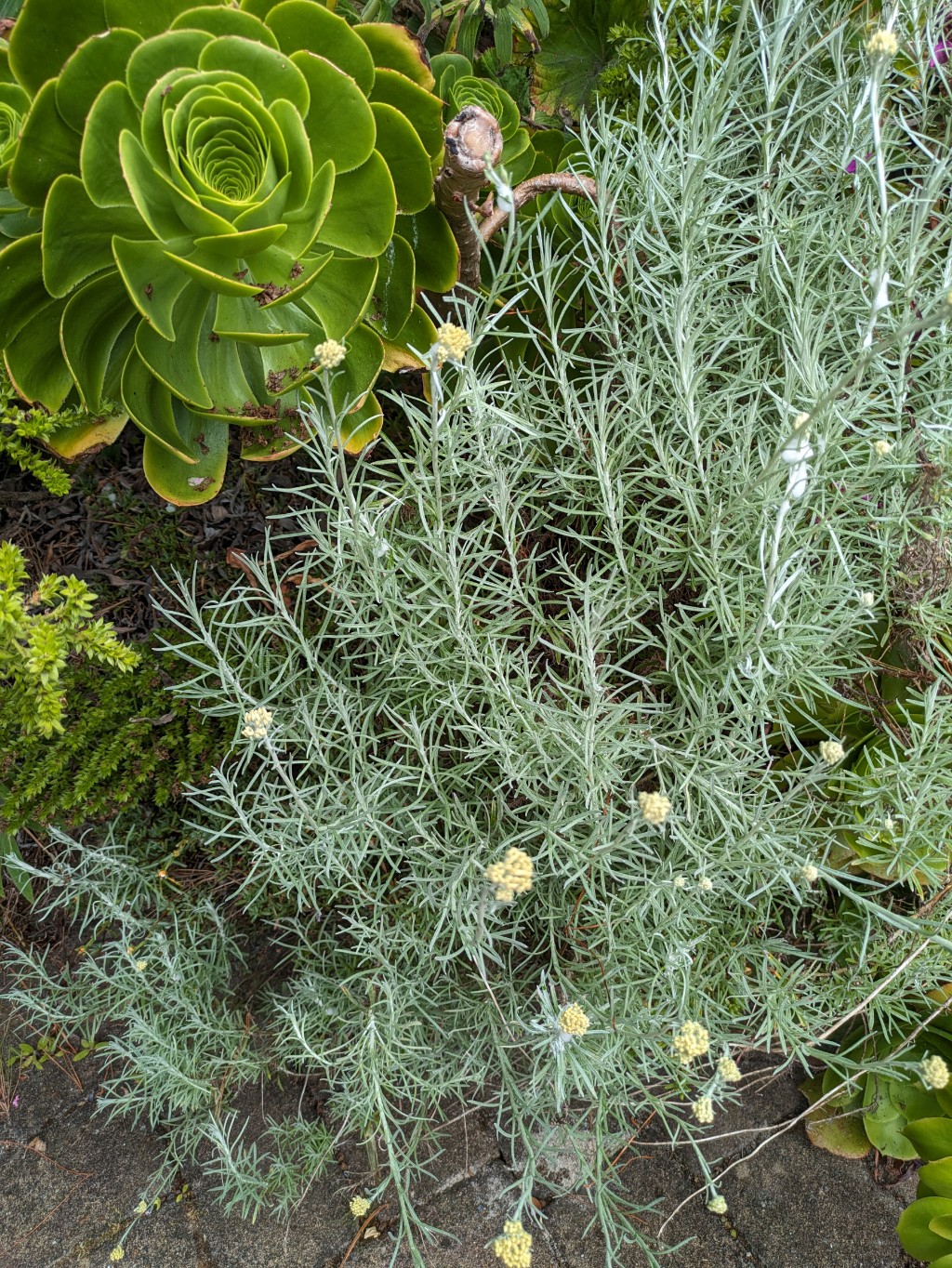 Helichrysum3 Currykraut, Helichrysum italicum