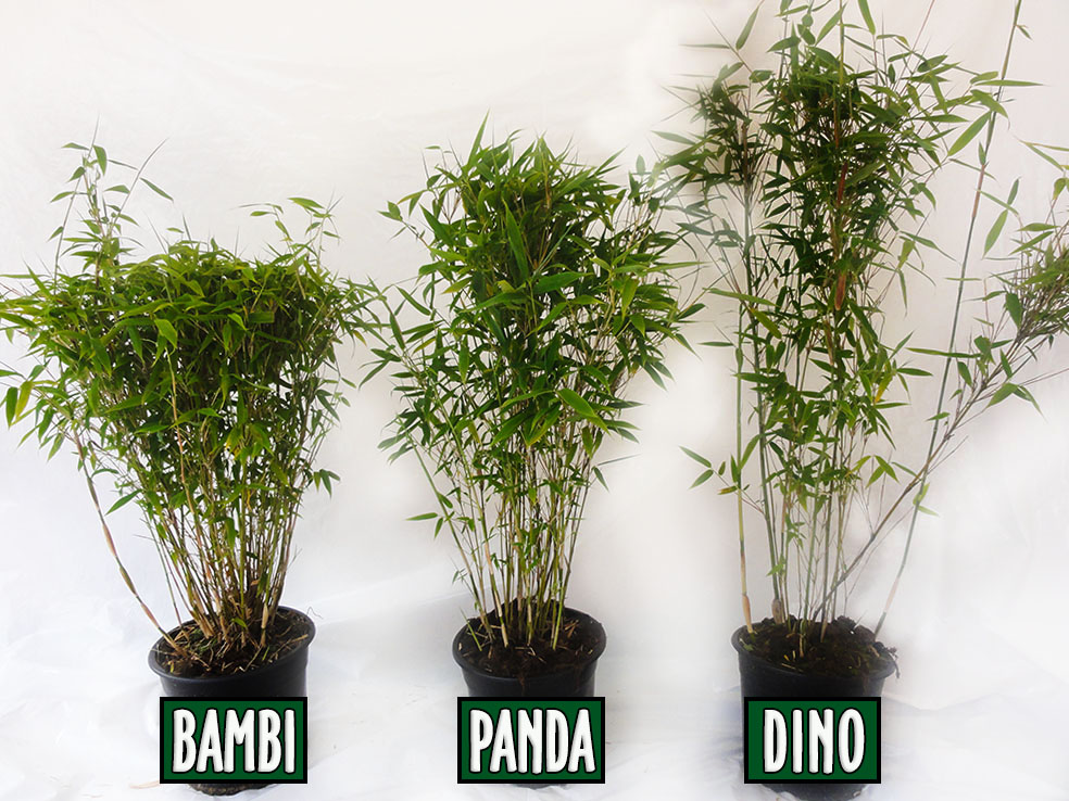 Bambi-N-Panda-N-Dino-copy Panda Bambus, Fargesia murielae Panda