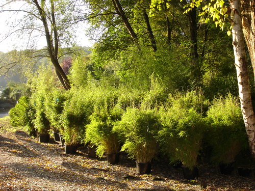 fargesienherbst Fargesia murielae Garten Bambus