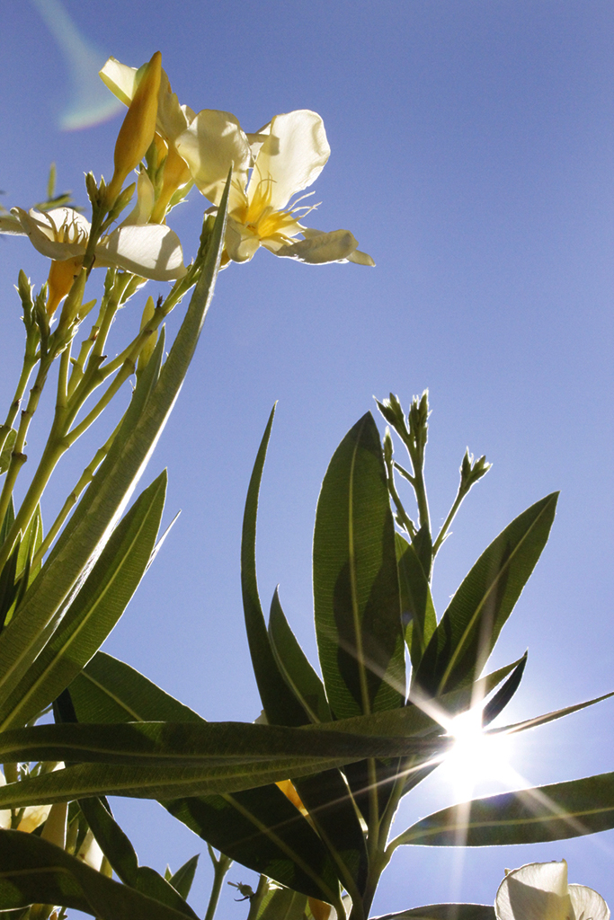 _MG_0030p9UHTHJIO8pyl Oleander, Nerium oleander