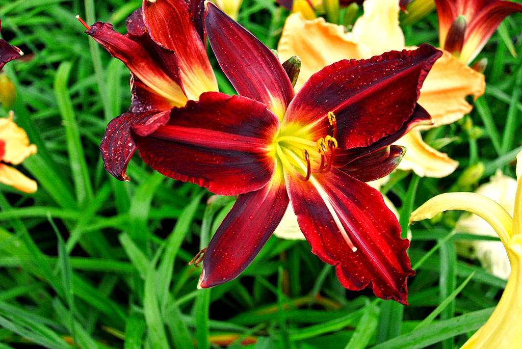 hemerocallis-1 Taglilie, Hemerocallis in Sorten