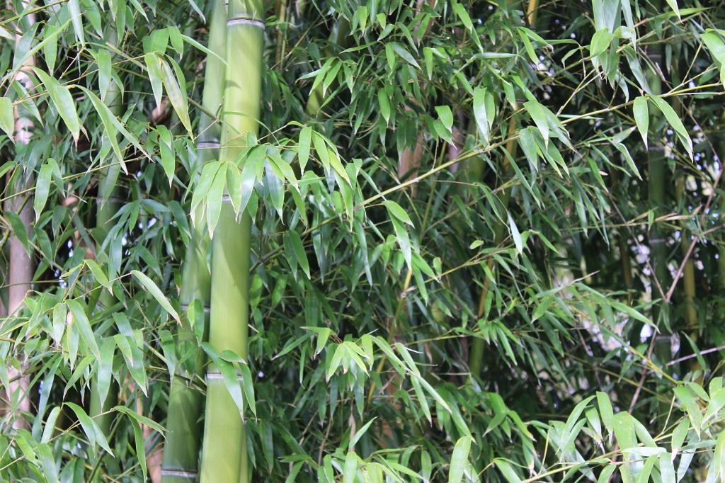 Mc-Clure2 Eleganter Bambus, Phyllostachys vivax Mc Clure