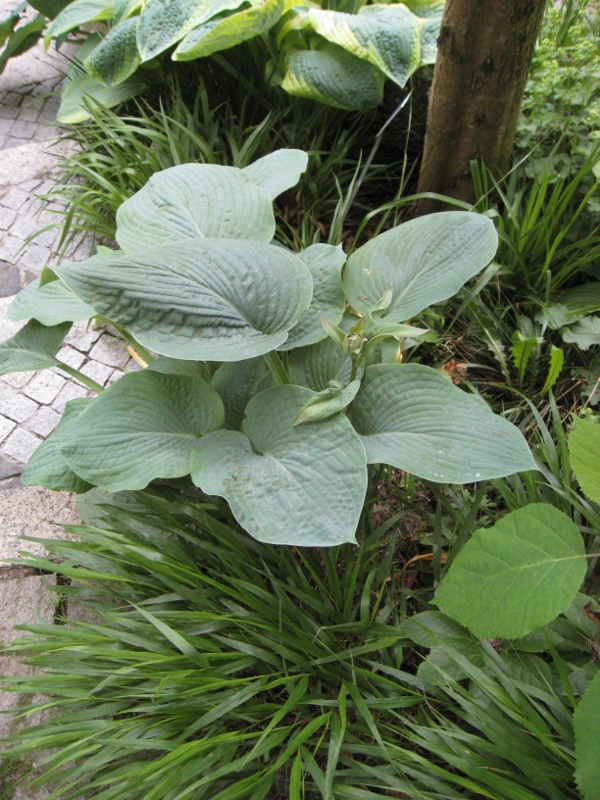 hosta-krossa Große Graublatt-Funkie, Hosta nigrescens Krossa Regal