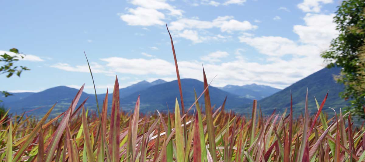 Imperata-cylindrica-Red-Baron-Japanisches-Blutgras-Bambusawald2 Japanisches Blutgras, Imperata cylindrica Red Baron