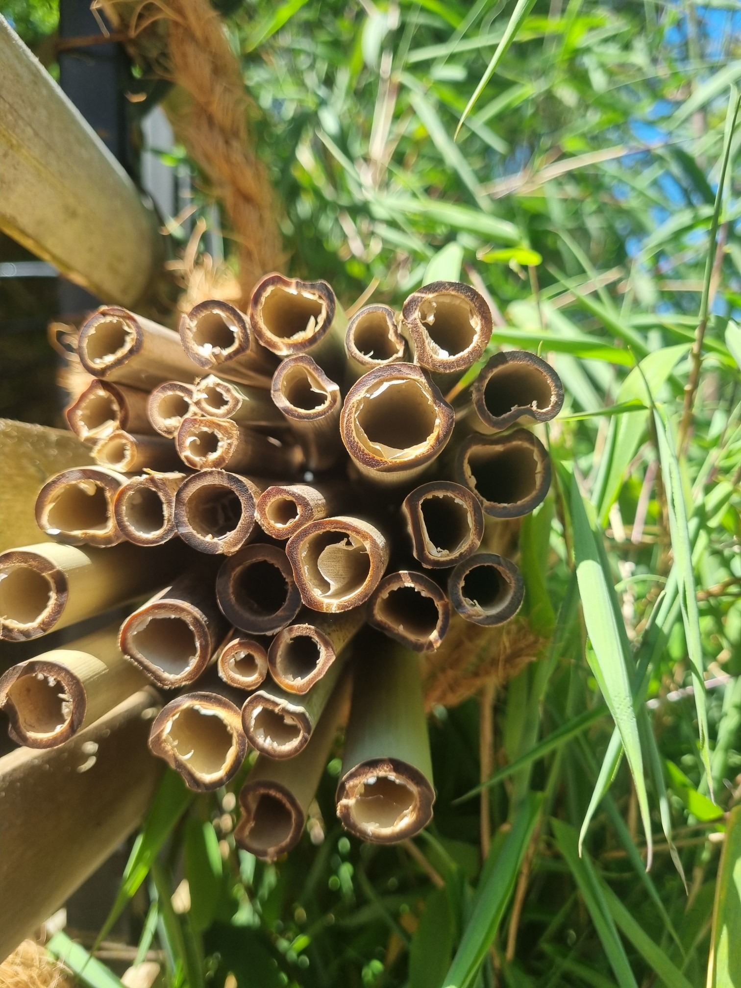 Bambus-Nisthilfe Nisthilfen aus eigenen Anbau für Wildbienen