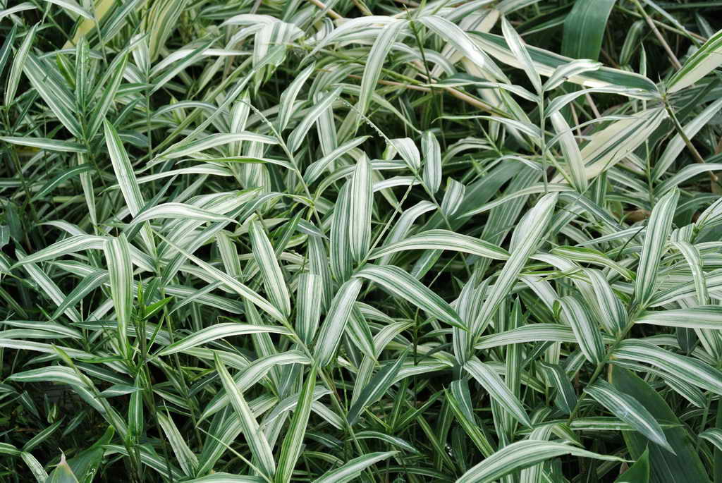 Sasa-variegata2 Zwergbambus Pleioblastus fortunei Variegata