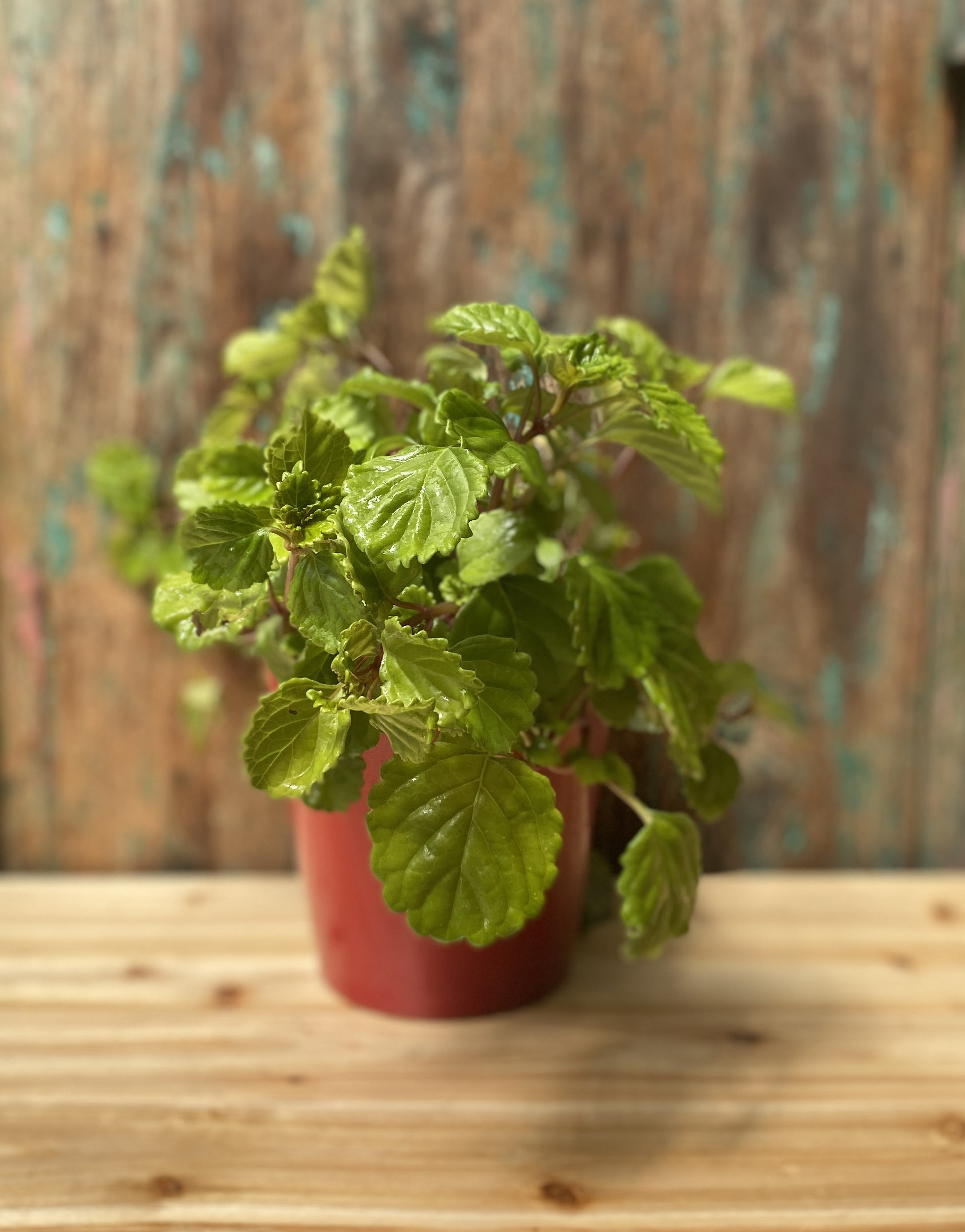 Harfenstrauch 'Charlie Chaplin' , Plectranthus verticillatus