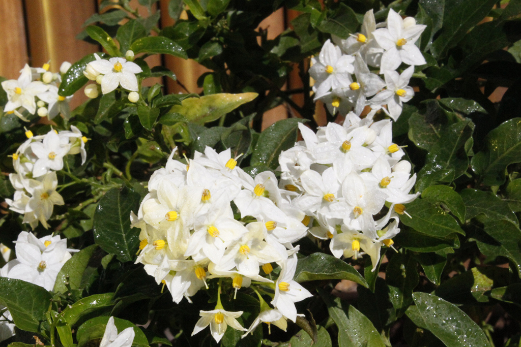 _MG_00468PG0kMBjJiuzN Solanum jasminoides, weißes Solanum