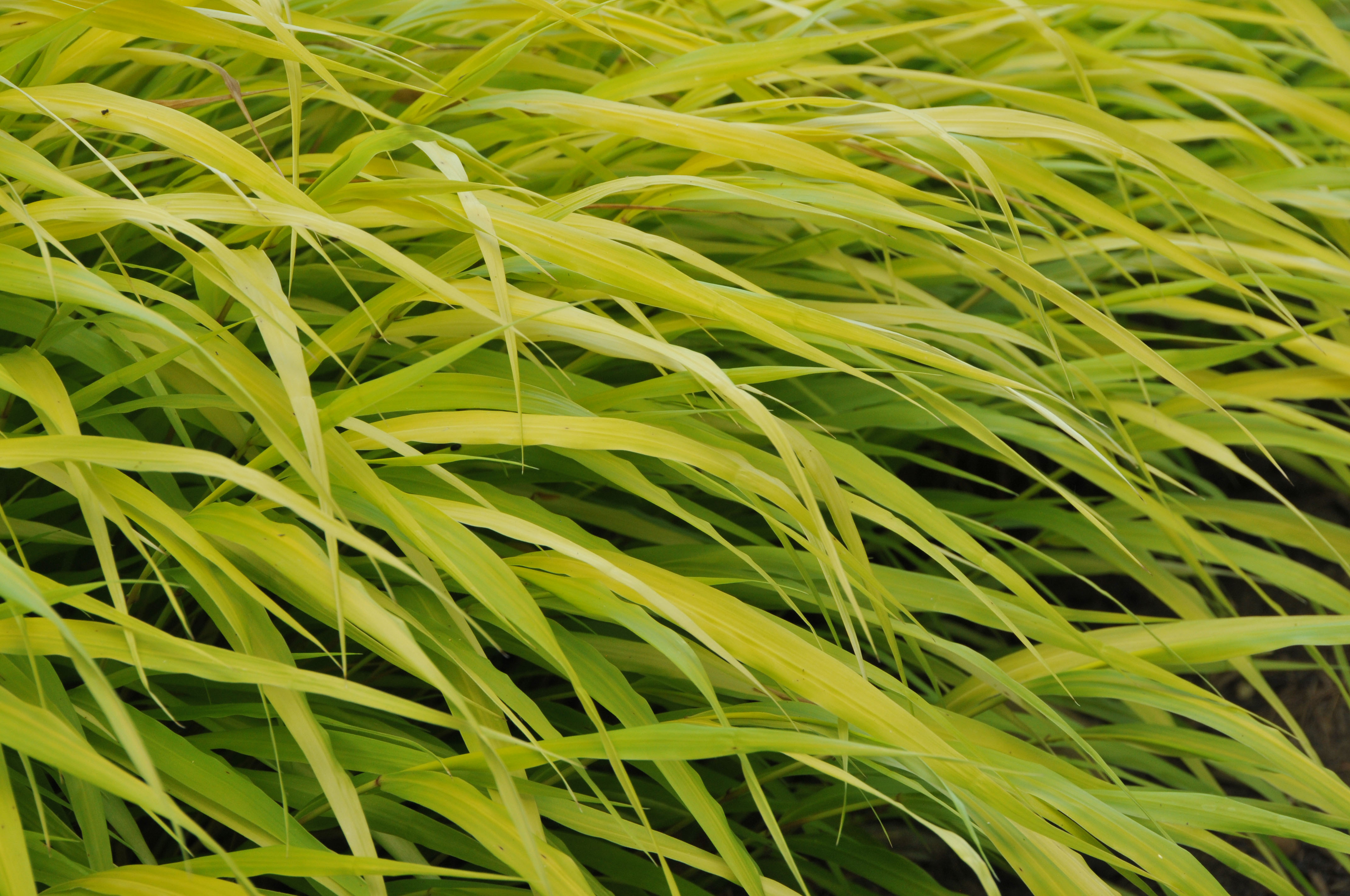 hmmallgold6 Japangras, Hakonechloa macra in Sorten