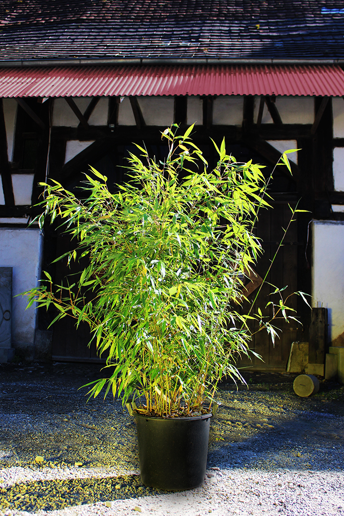 IMG_0005sy5puFyj851J0 Fargesia robusta Robusta