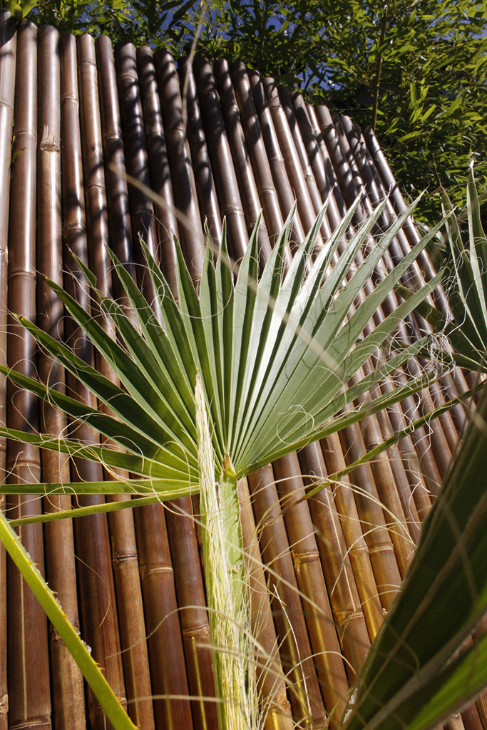 _MG_0021a11CR9d9szN9p Petticoatpalme - Washingtonia robusta