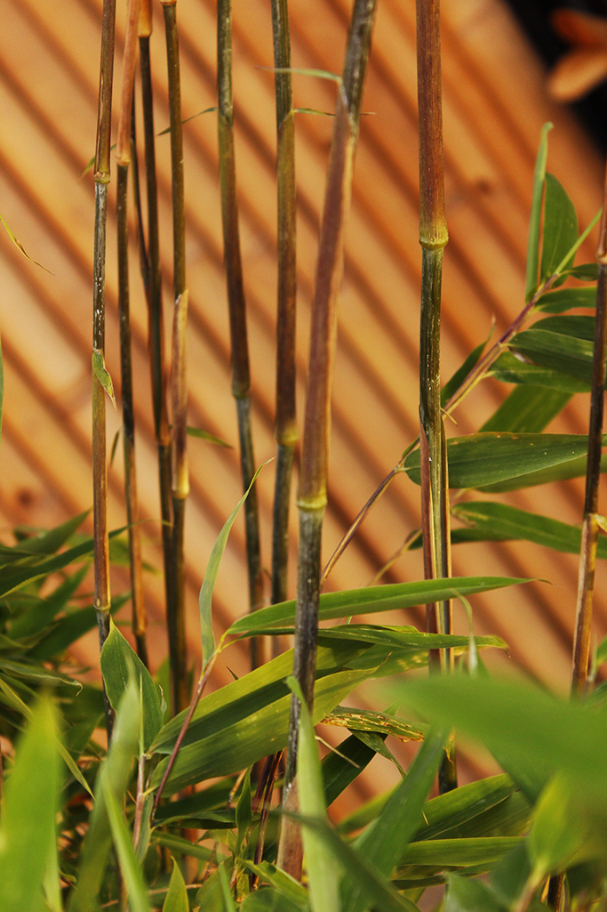 _MG_0006iH8PggPM6akat Wikingerbambus, Fargesia nitida Viking