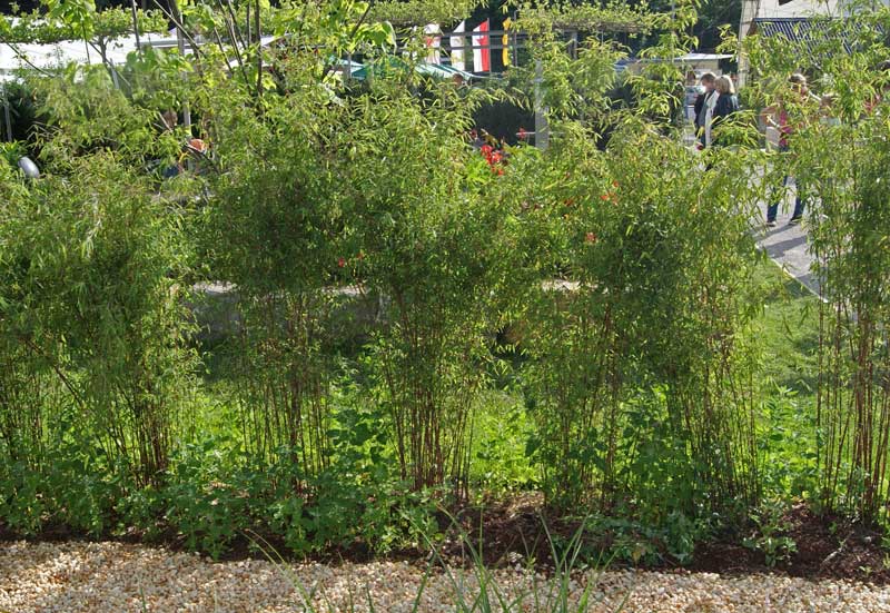fargesia-jiuzhaigou-jadebambus-als-frisch-gepflanzte-hecke-bambuswald Rothalmiger Schirmbambus, Fargesia Jiuzhaigou 1