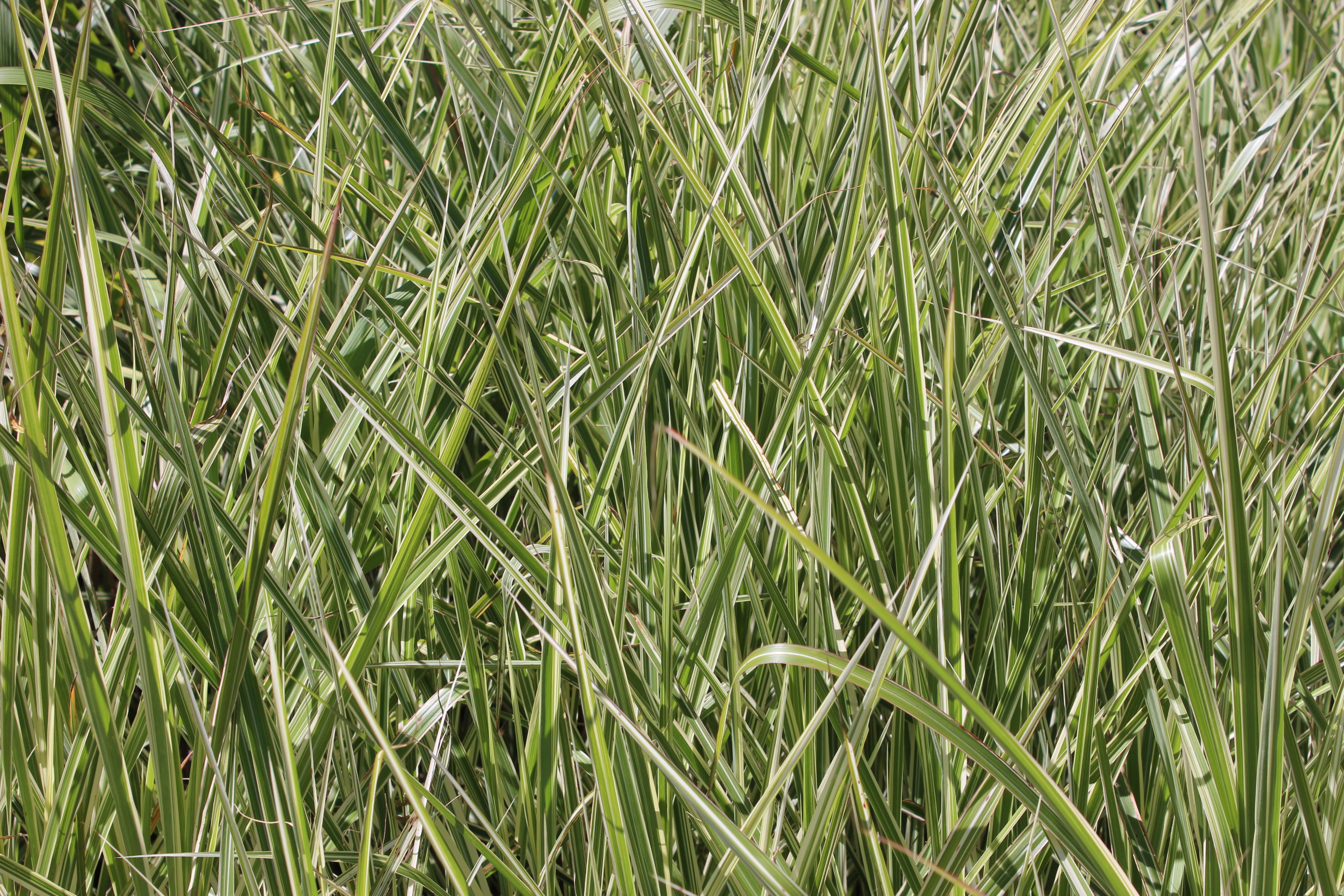Misc-sins-var-Bild60HCNeSp0jcrh Weißbuntes Chinaschilf, Miscanthus sinensis Variegatus