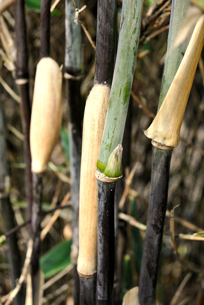Red-Zebra-Detail Schirmbambus Gerry, Fargesia demissa Gerry