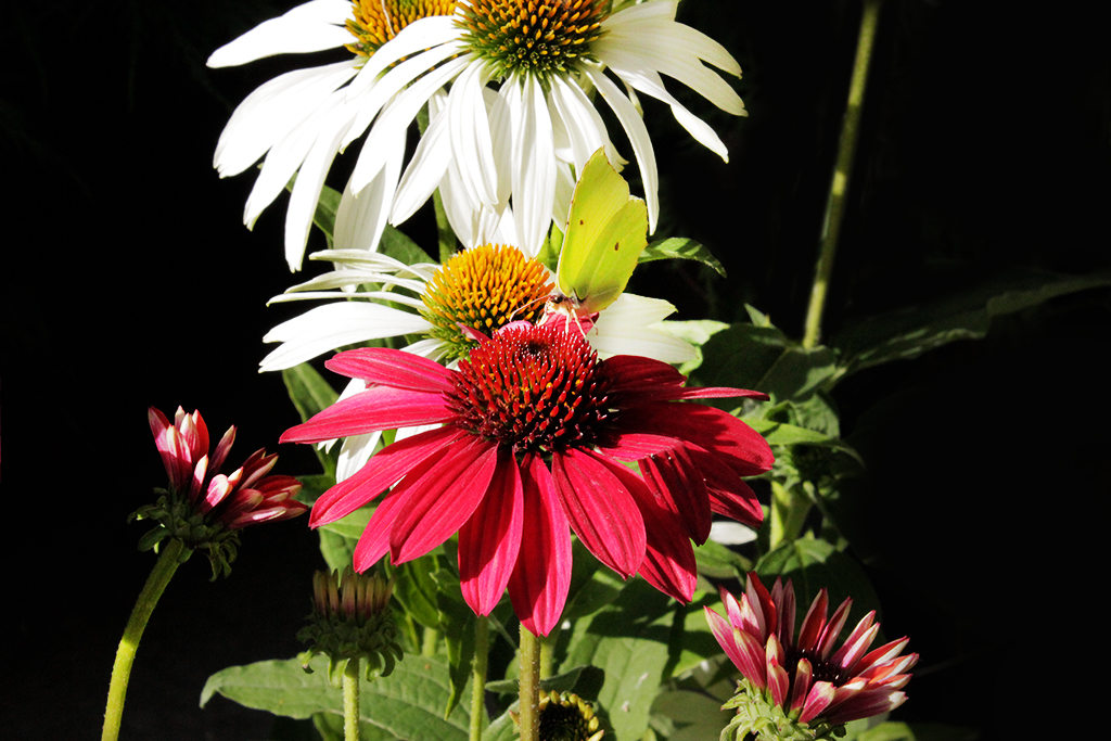 EchinaceaX Sonnenhut, Echinacea purpurea in Sorten