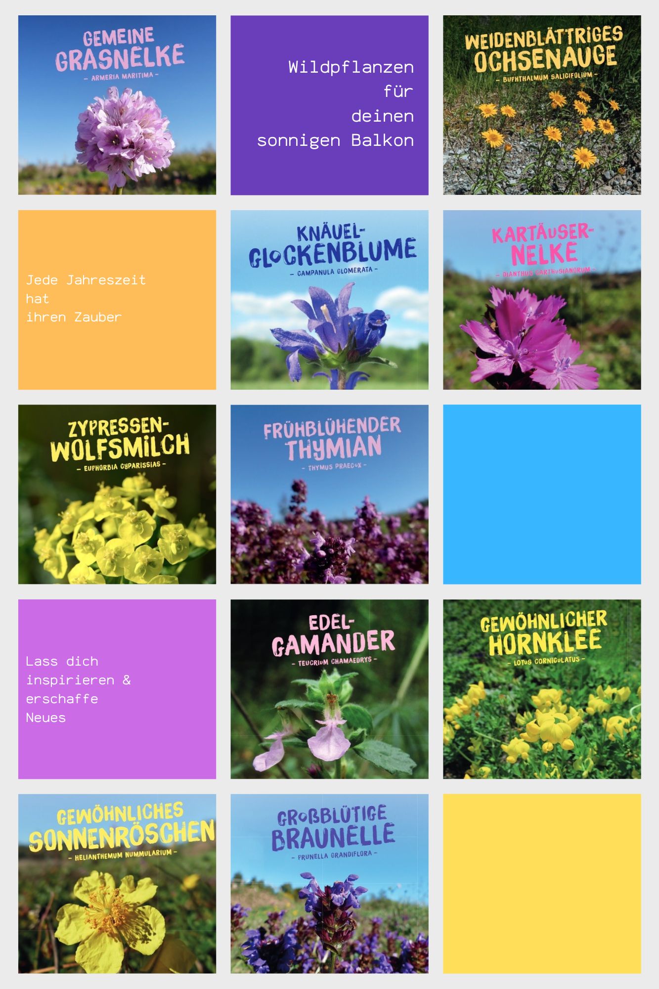 Balkonkasten-Sonne Wildpflanzen Paket Balkonkasten