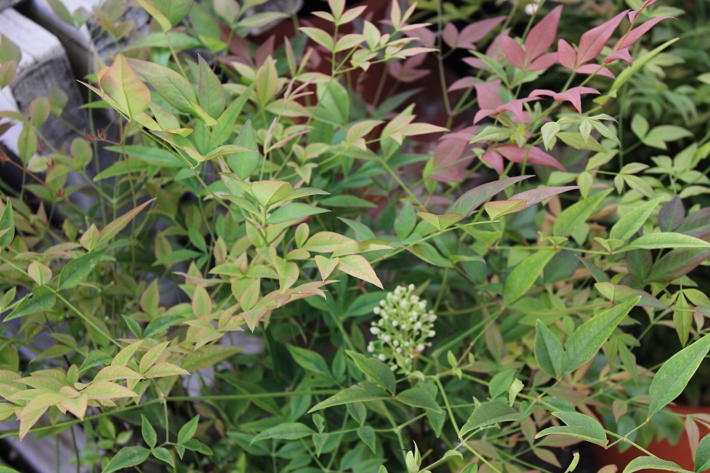 Himmelsbambus, Nandina domestica in Sorten