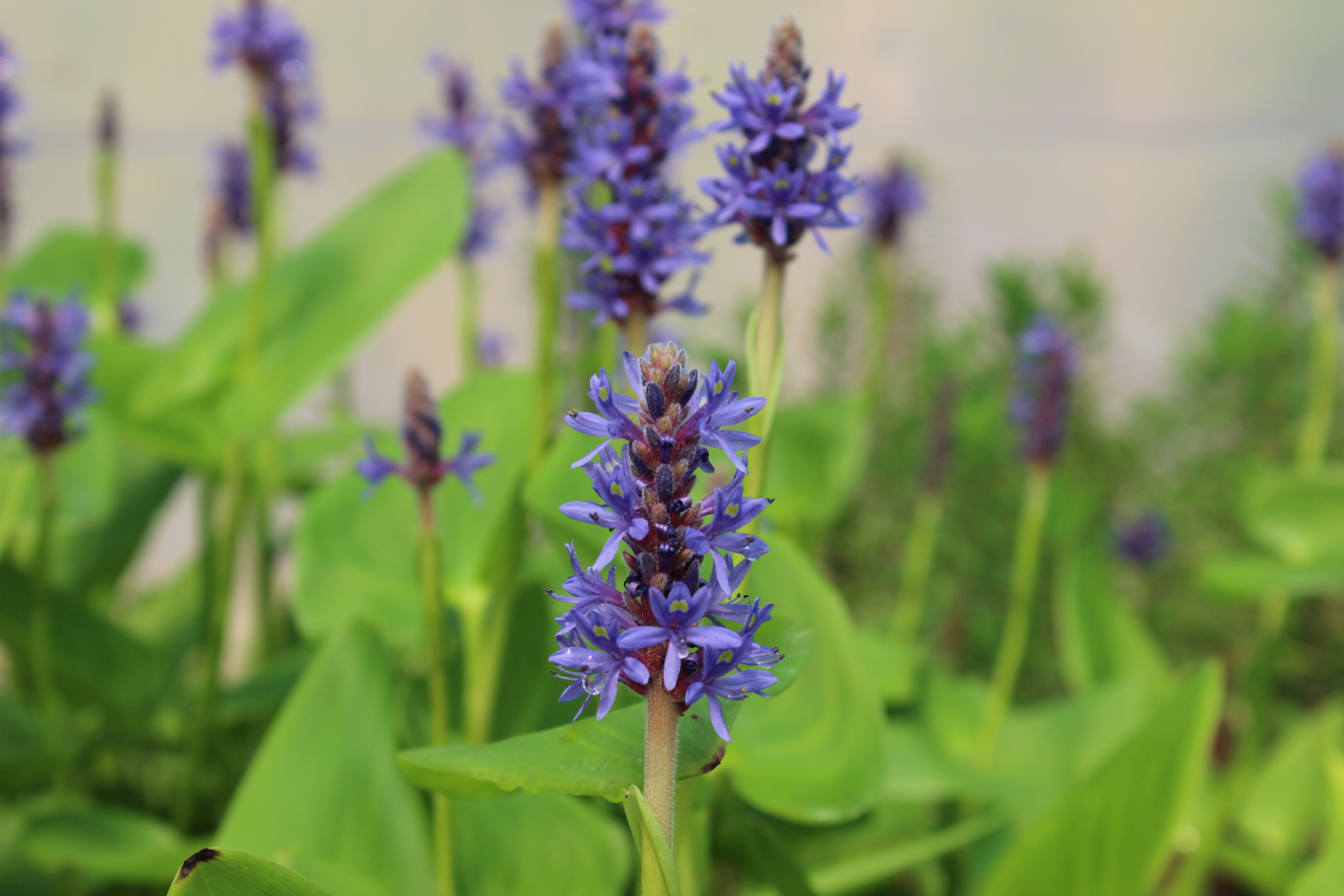 Pontederia Pontederia cordata, Hechtkraut