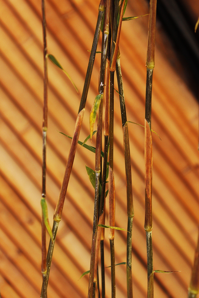 _MG_0005vxL4Ca9VZ2wvV Wikingerbambus, Fargesia nitida Viking