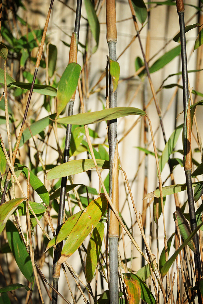 Fargesia-Demissa-gerry8 Schirmbambus Gerry, Fargesia demissa Gerry