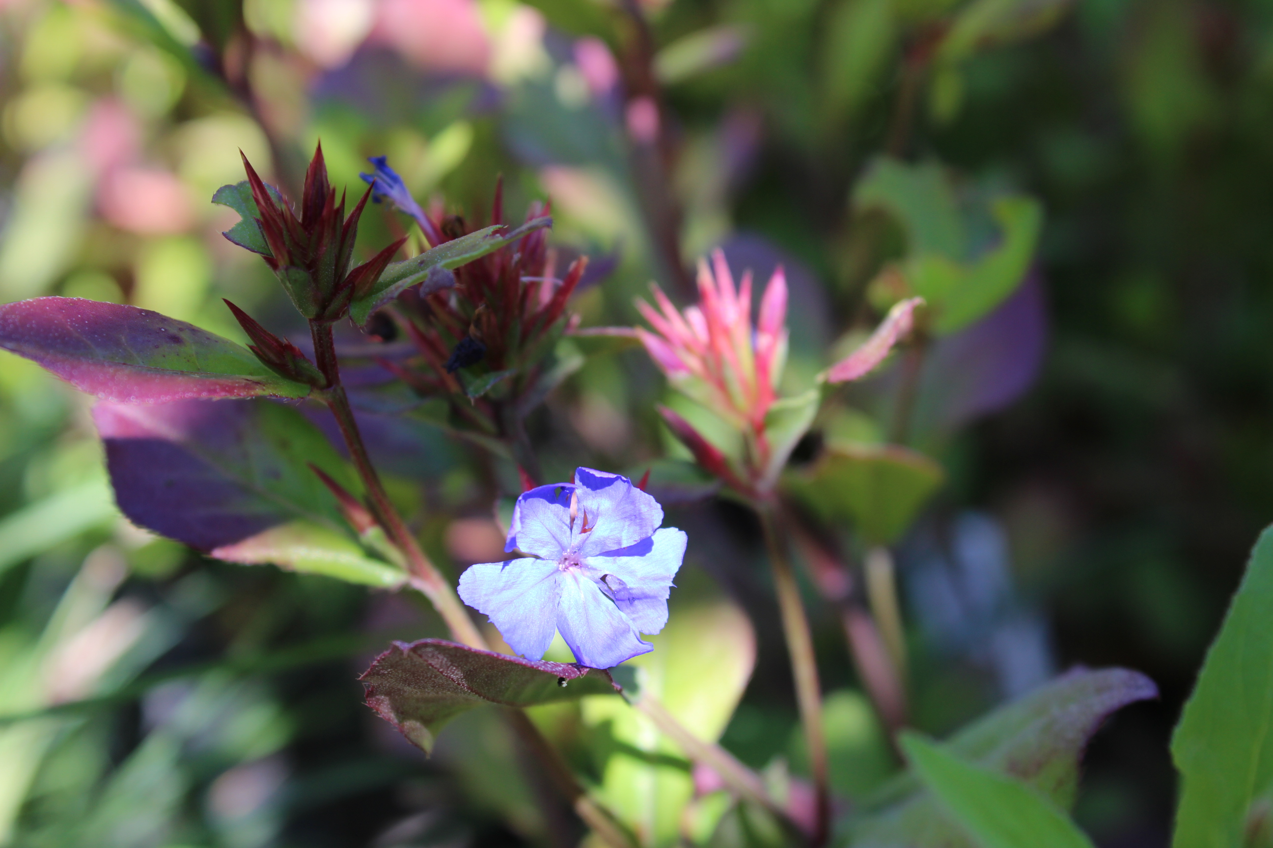 neu-Ceratos-staude-bambus2 Chinesischer Bleiwurz - Ceratostigma plumbaginoides