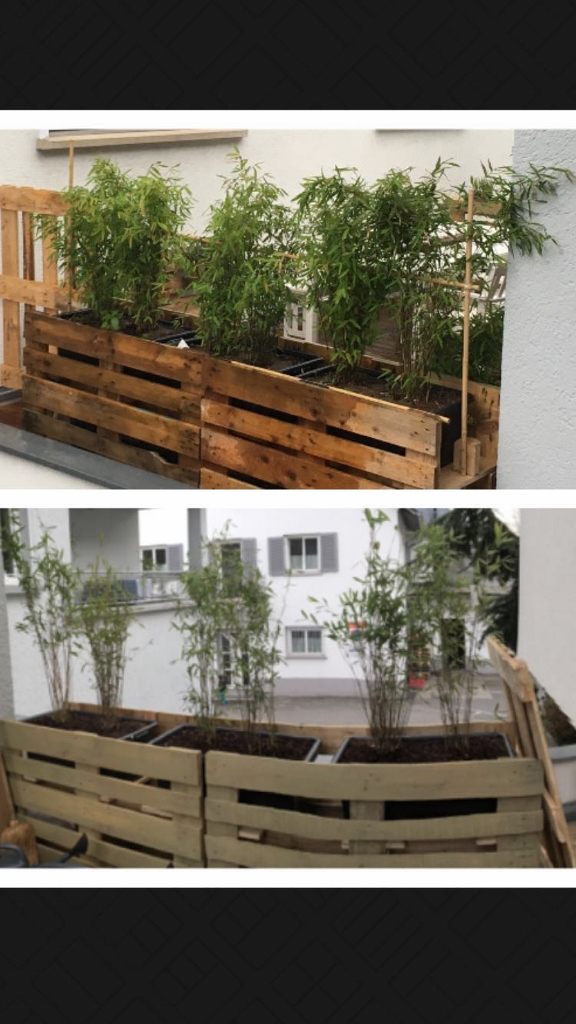vorher-nachher-576x1024 Schirmbambus, Fargesia Nitida