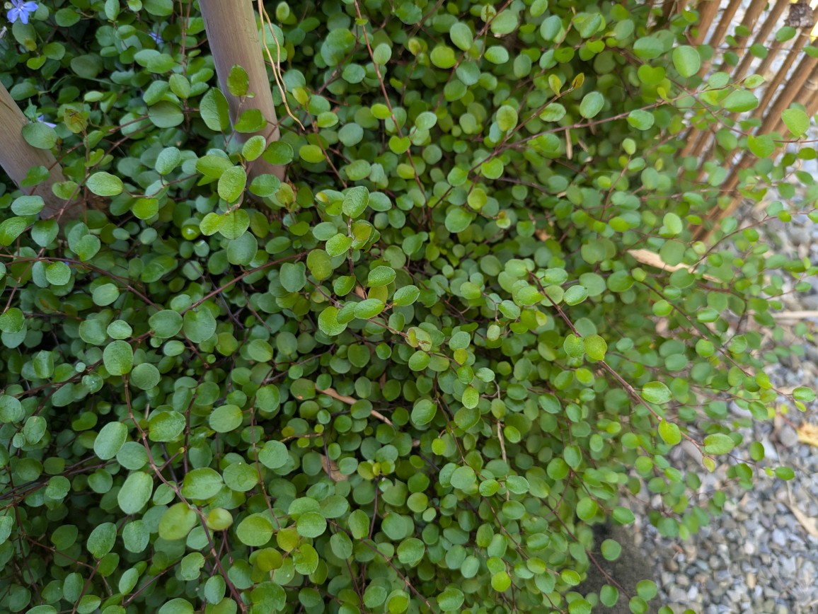 muehlenbeckia2 Mühlenbeckie, Muehlenbeckia complexa