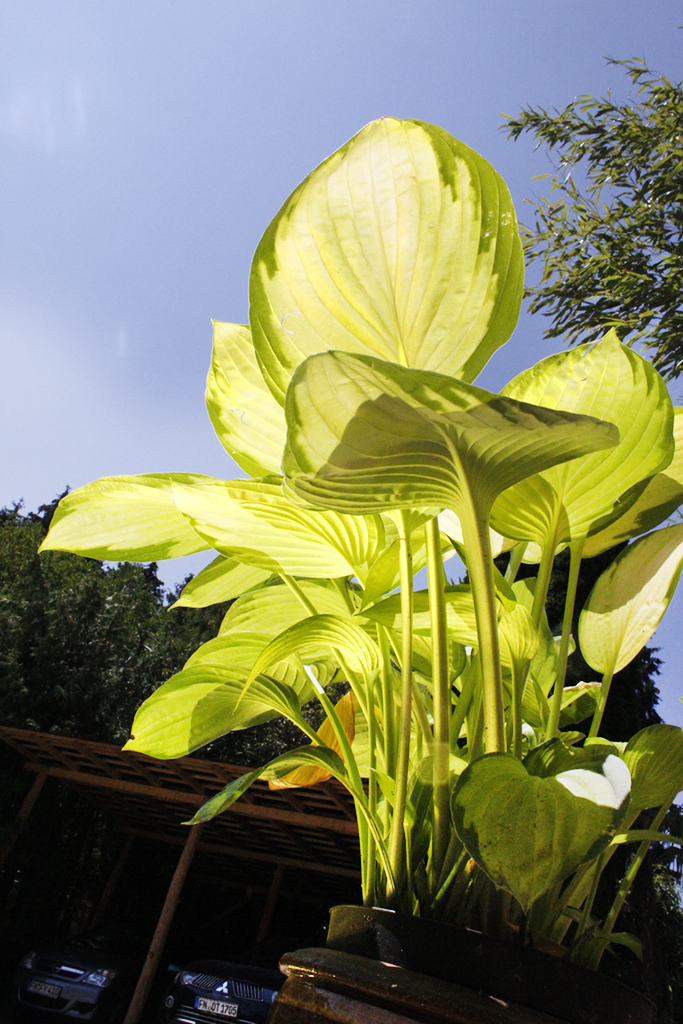 Gelbgruen_MG_0004 Gelbgrüne Funkie, Hosta x fortunei Gold Standard