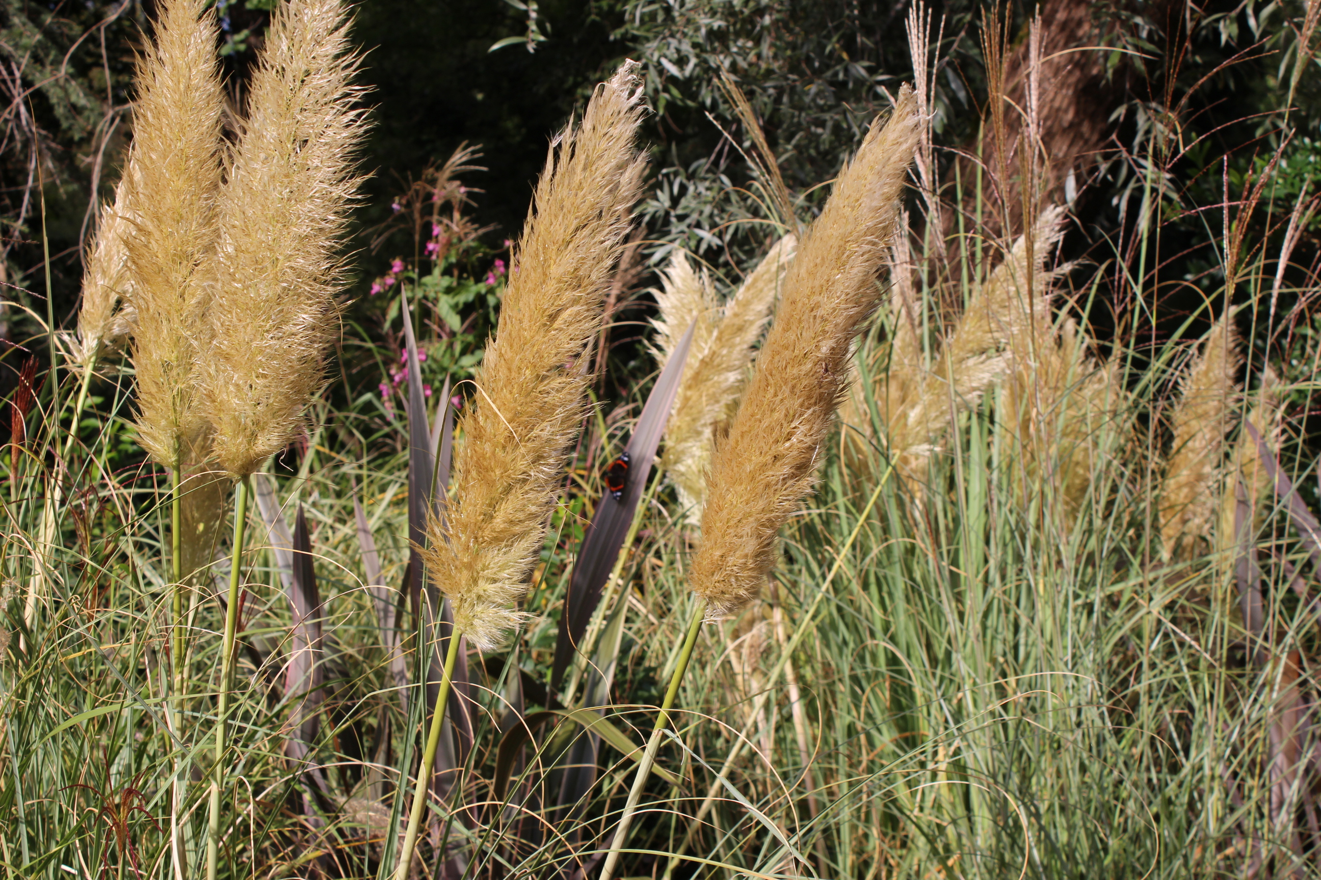 Cortaderia Kompaktes Pampasgras Pumila, Cortaderia selloana Pumila
