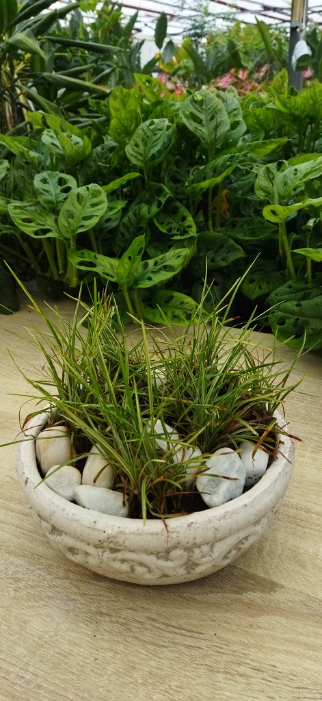 Ophiopogon-japonicus-2 Gestreiftes Schlangenbart, Ophiopogon japonicus ‘Variegata’ – Silver Mist