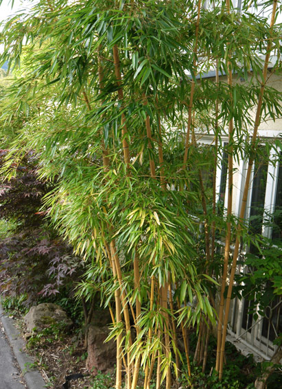 bambuswald-phyllostachys-vivax-aureocaulis-2011 Zauber Bambus, Phyllostachys vivax Aureocaulis