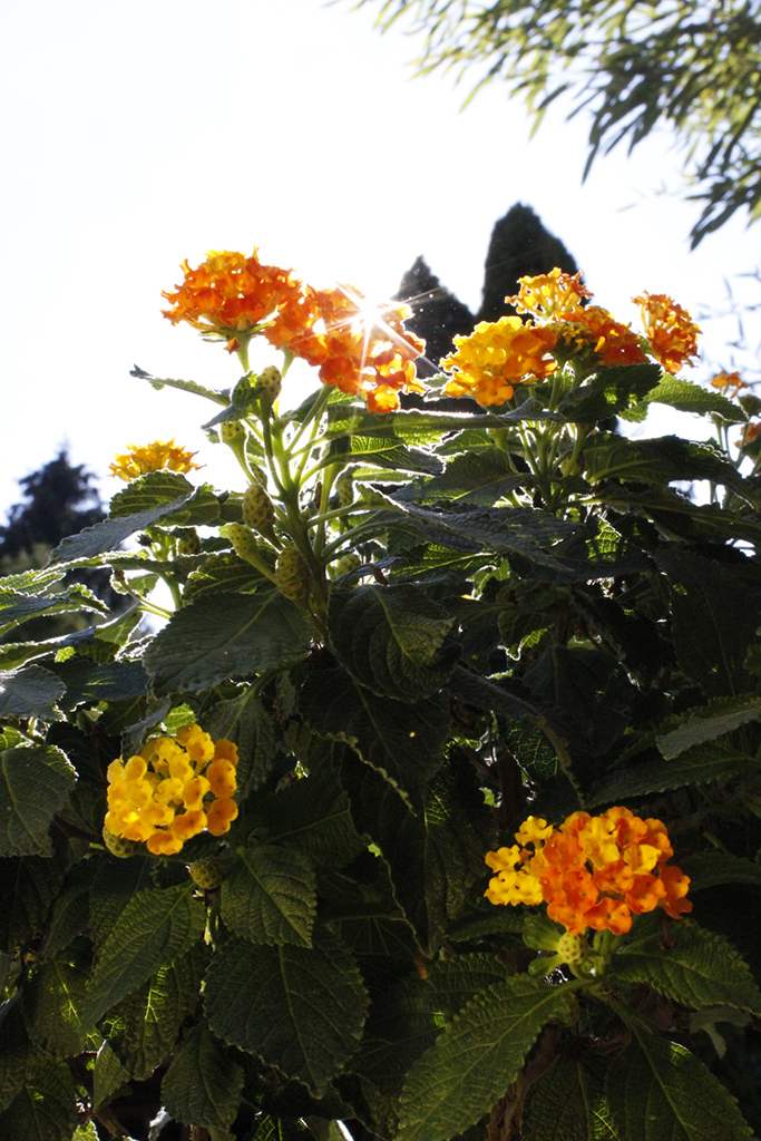 _MG_0059 Wandelröschen, Lantana camara