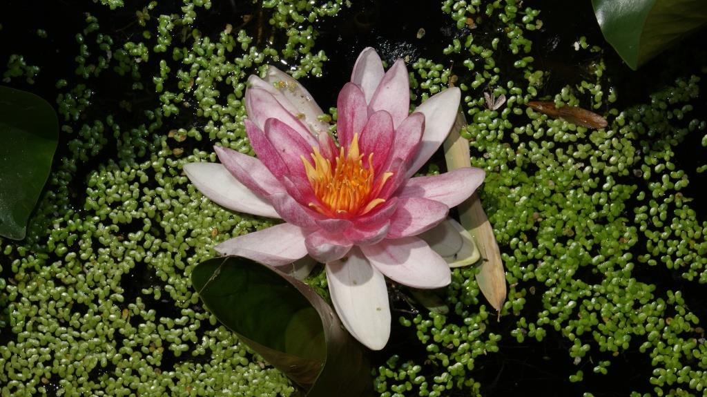 nymphaea-seerose-rosa1 Nymphaea x cult.Fabiola, pinke Seerose