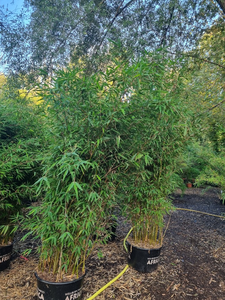 watcher-of-the-skies Fargesia Watcher of the Skies