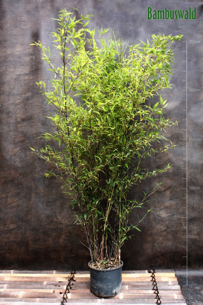 Nigra-683x1024 Schwarzer Bambus, Phyllostachys nigra