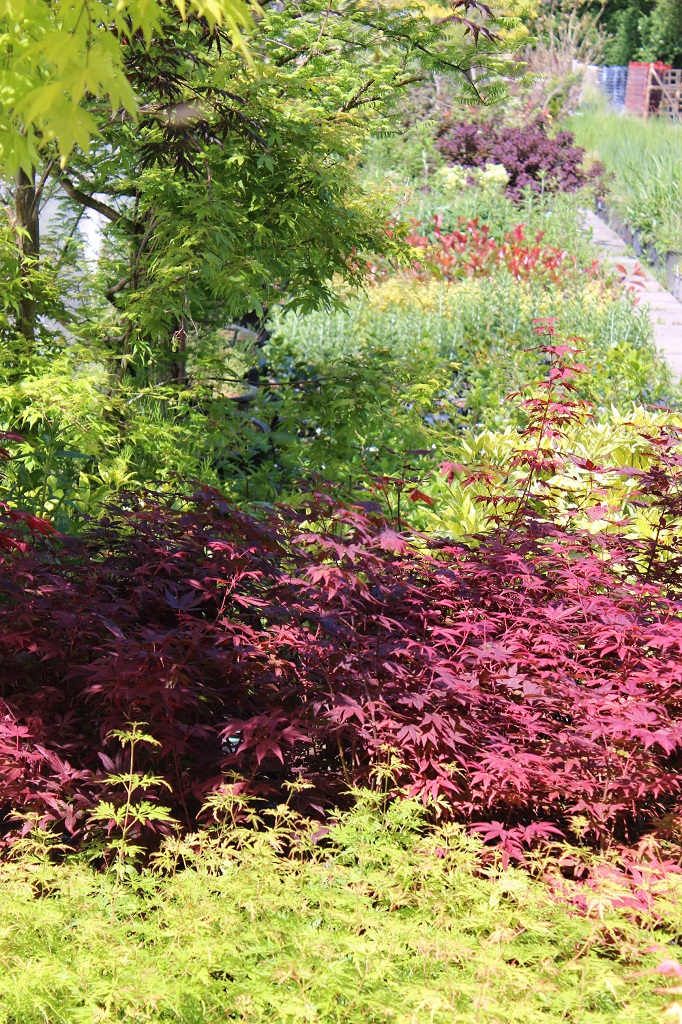 Acer-2 Japanischer Fächerahorn - Acer palmatum