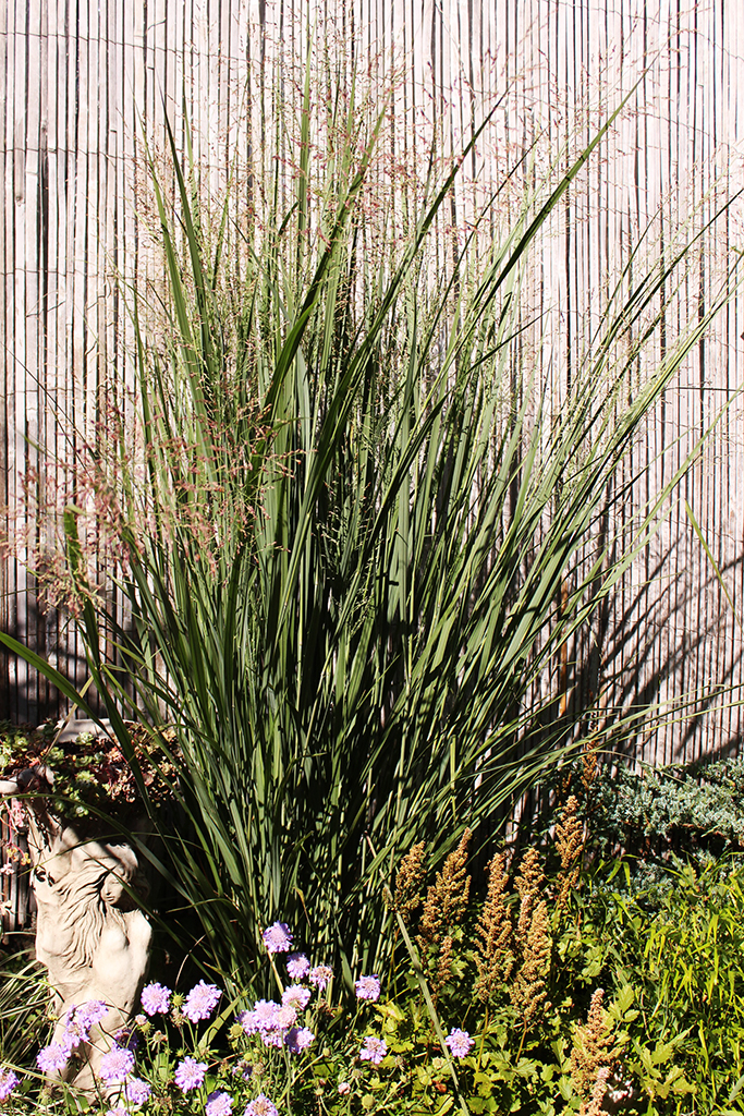 IMG_0026-panicum-nordwind Riesen Rutenhirse, Panicum virgatum Nordwind