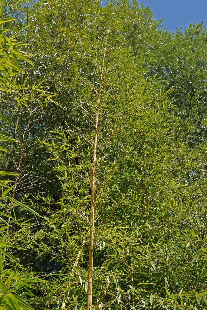 phyllostachys-vivax-aureocaulis-2012-0350eff83a1b1c050fc0af5acd39