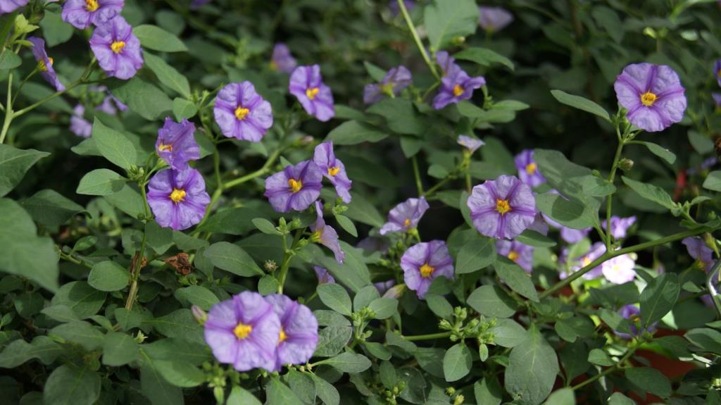 solanum-rantonettii Solanum rantonnetii - Enzianstrauch