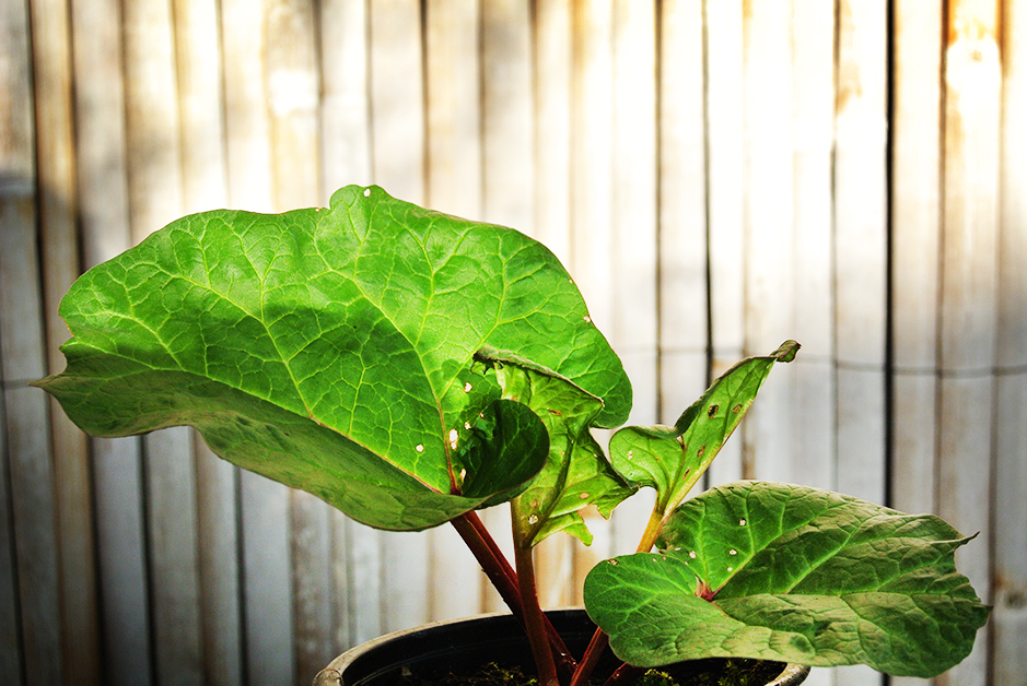 Rheum-Rhabarber Rhabarber, Rheum rhabarbarum