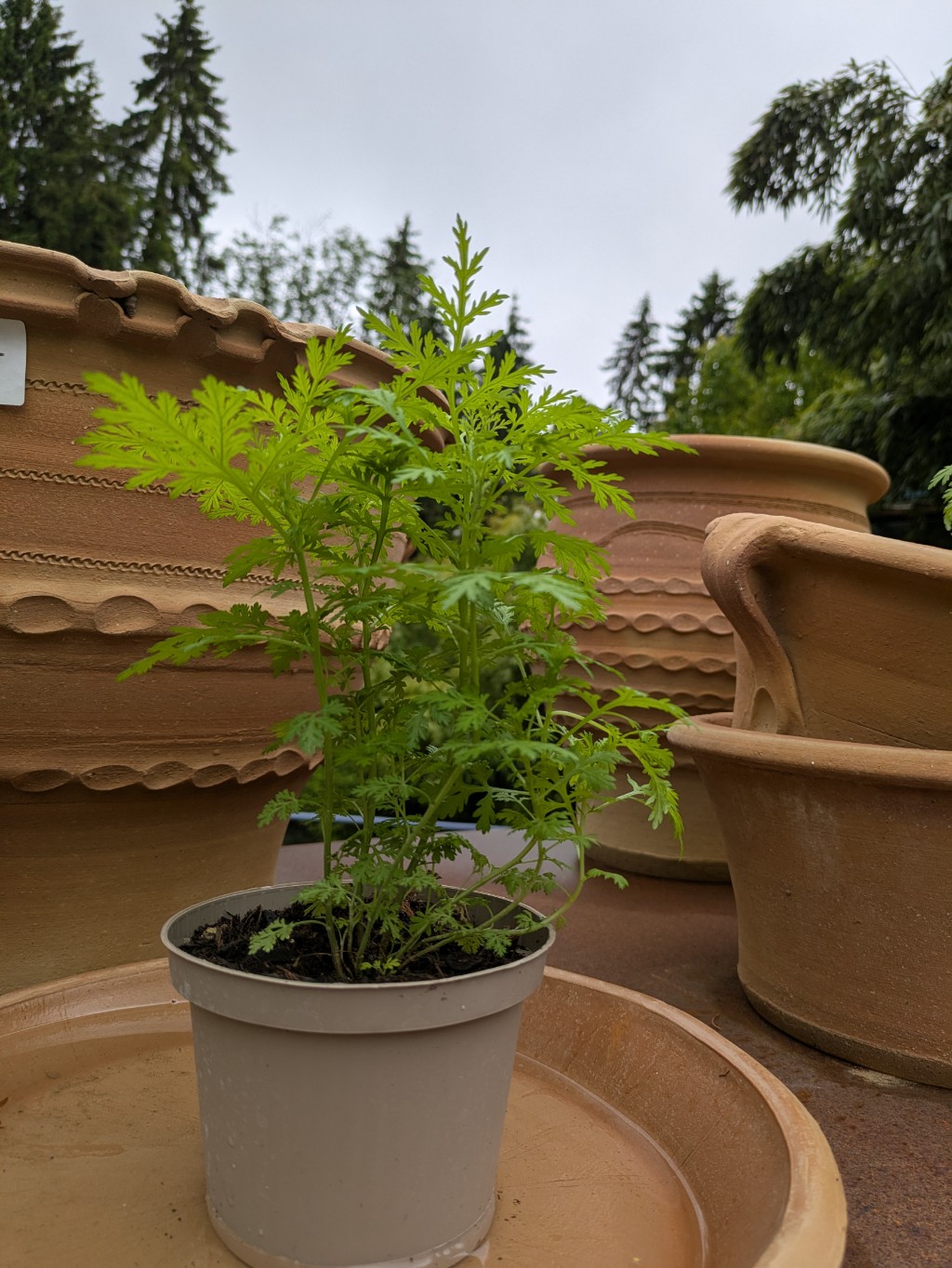 Einjähriger Beifuß, Artemisia annua