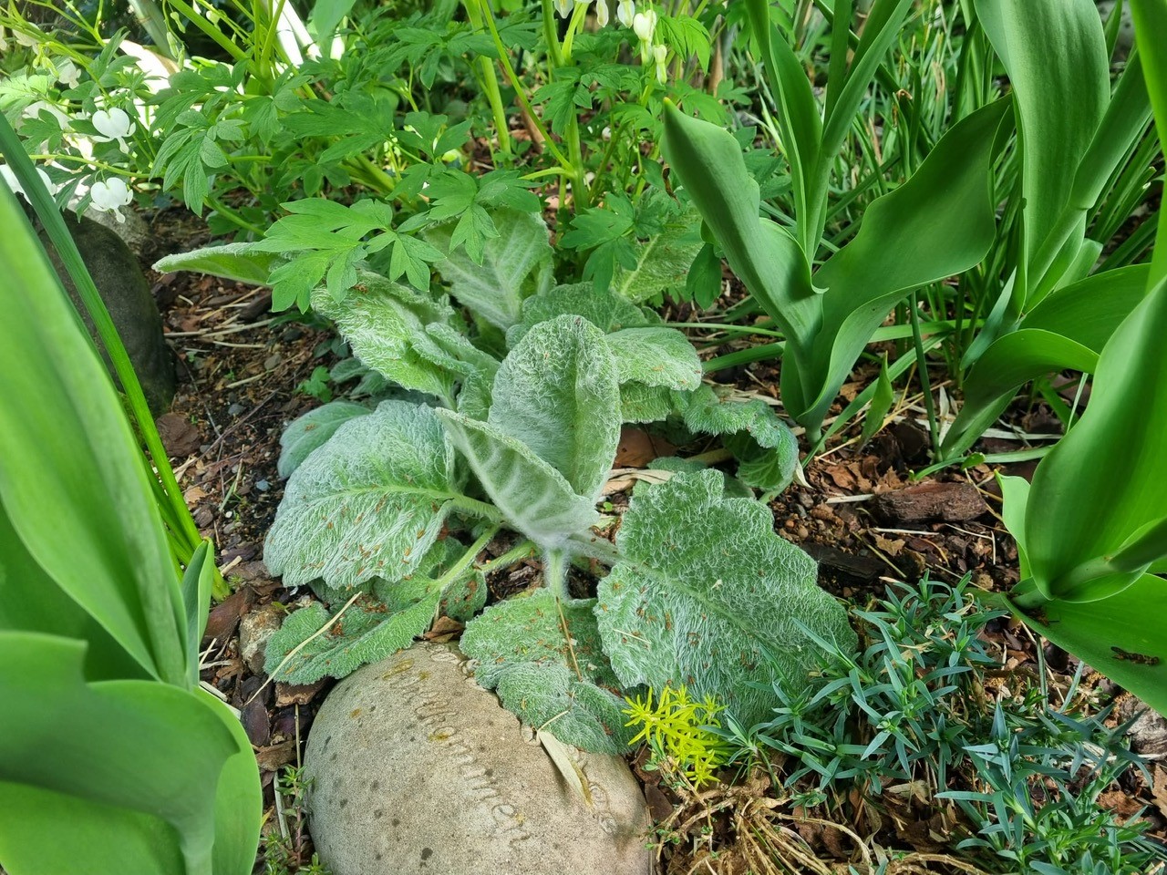 Silberblatt-Salbei - Salvia argentea