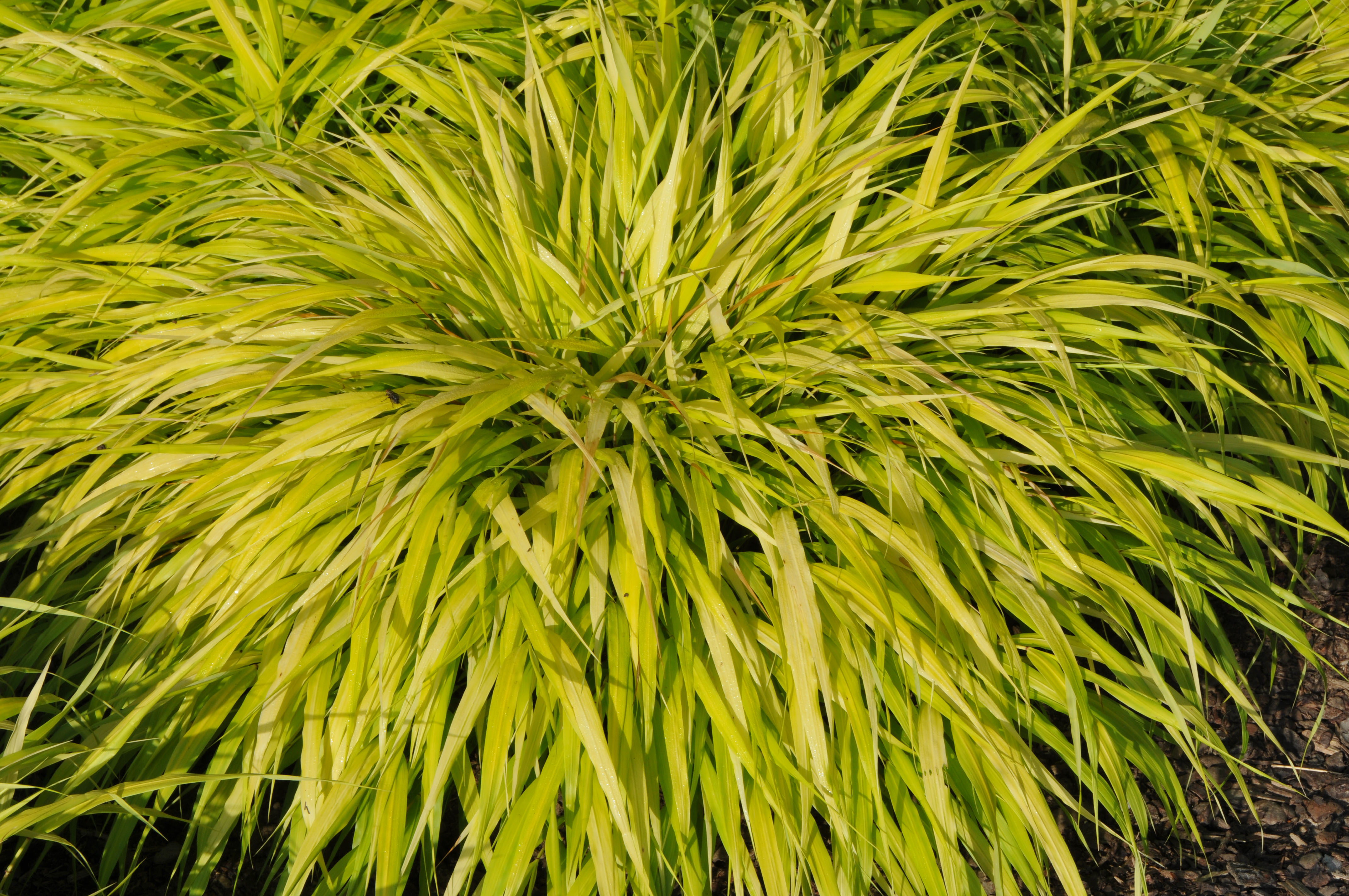 hmmallgold9 Japangras, Hakonechloa macra in Sorten