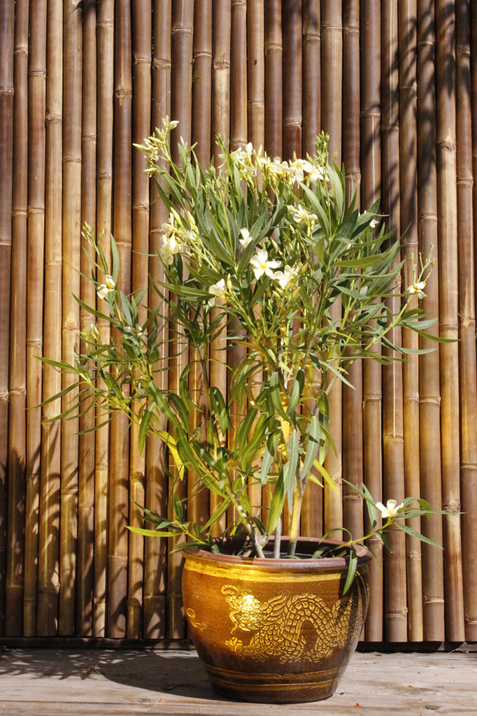 _MG_0026 Oleander, Nerium oleander