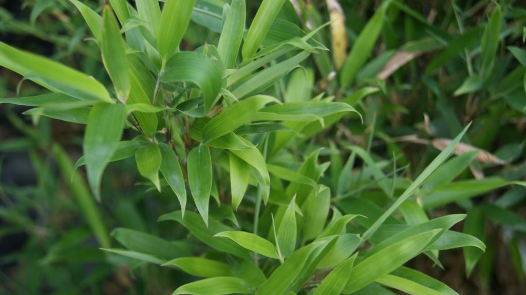 bm10018-3 Wasserbambus, Phyllostachys heteroclada ´Solidstem´