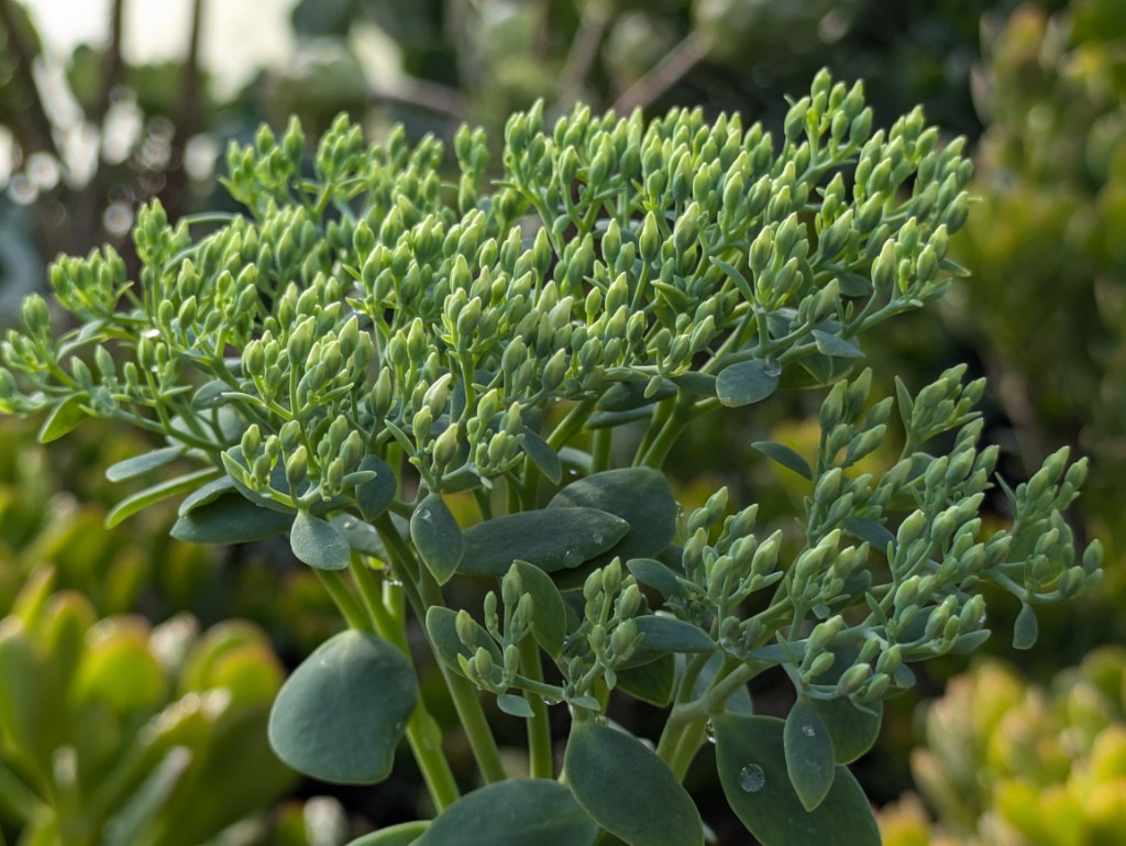 Prächtiges Fettblatt, Sedum spectabile ´Star Dust´