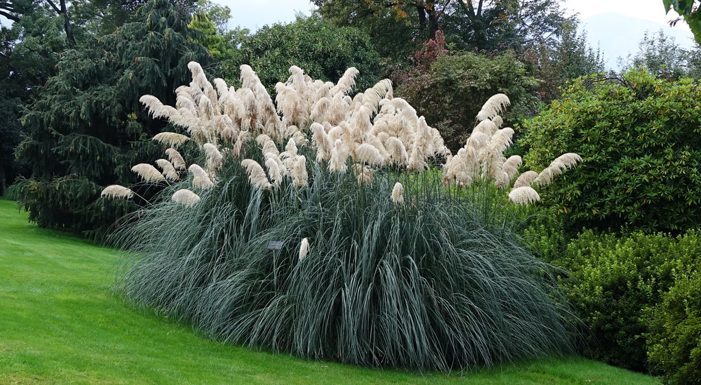 Cortaderia-weiss Pampasgras weiß, Cortaderia selloana