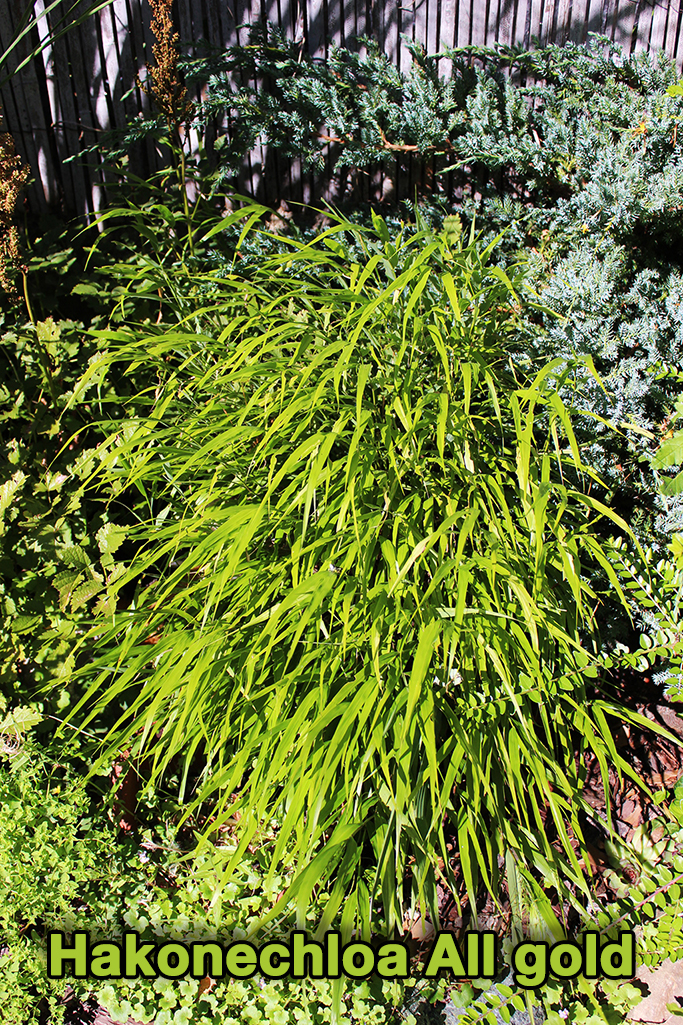 hakonechloa-All-gold2 Japangras, Hakonechloa macra in Sorten